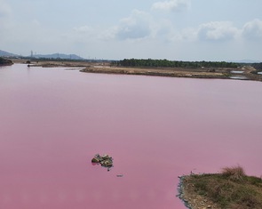 Đầm nước ở Bà Rịa - Vũng Tàu bỗng biến thành màu hồng tím