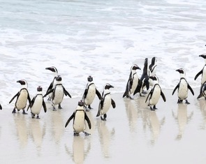 Nhiều chim cánh cụt chết vì cúm gia cầm ở Nam Phi