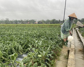 Mưa dồn dập, nông dân Quảng Nam dầm mưa ra ruộng ‘cứu’ dưa hấu