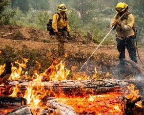 Hạn hán kỷ lục, hơn 8.000 hecta rừng cháy rụi ở California
