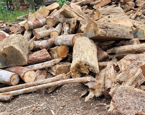 Hàng trăm cây gỗ rừng tự nhiên bị chặt hạ la liệt