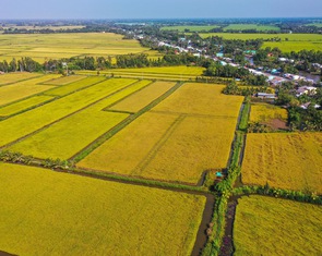 Nâng cao chuỗi giá trị lúa gạo để nông dân hưởng lợi lâu dài