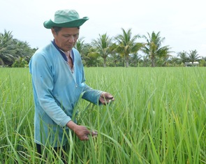 Mở rộng sản xuất lúa gạo bền vững, gạo sạch, cơm ngon