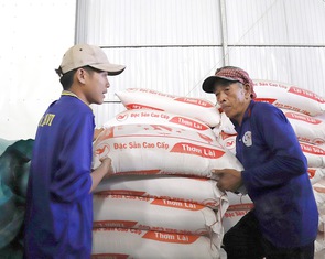 Đủ gạo tiêu thụ trong nước và xuất khẩu