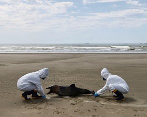Cả ngàn hải cẩu, sư tử biển ở Brazil chết vì... cúm gia cầm