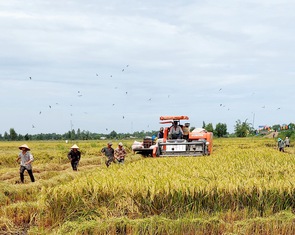 Cần phát triển giống lúa chất lượng và thương hiệu gạo chung của Việt Nam