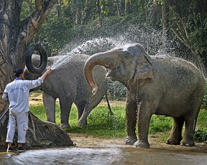 Tắm voi đoạt giải nhất thi ảnh kỷ niệm 160 năm Thảo cầm viên Sài Gòn