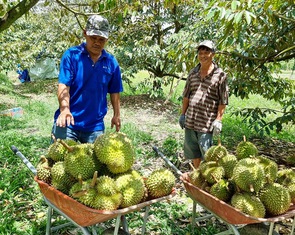 Nông dân đua trồng sầu riêng