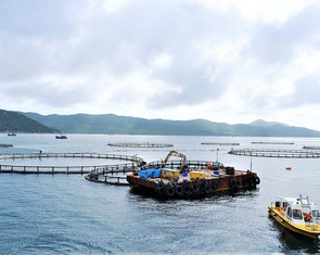 Những 'nhà máy' nuôi cá trên vịnh Vân Phong