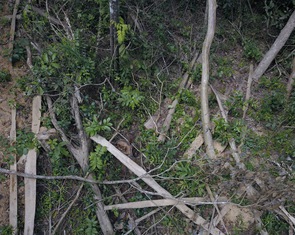 Khởi tố vụ 'tàn sát' hàng trăm cây rừng ở Gia Lai