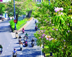 Chọn cây đô thị ở Việt Nam: "lý tưởng và thực tế chưa khớp được"