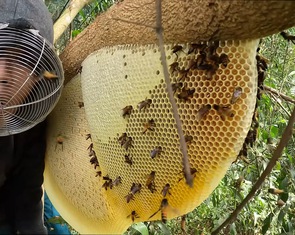 Về rừng U Minh Hạ săn rắn, bắt lươn, theo thợ ăn ong