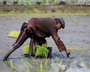 Ấn Độ cấm xuất khẩu gạo: Thái Lan hưởng lợi, có thể bán 8 triệu tấn năm nay