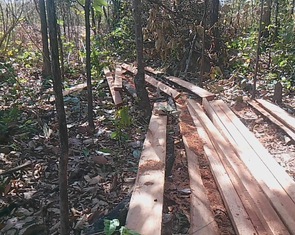 Điều tra, xử lý nhóm 30 người phá rừng vùng biên giới tỉnh Gia Lai đêm 30 Tết