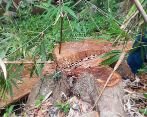 Cảnh cáo giám đốc công ty lâm nghiệp vì để phá rừng, gây thiệt hại hơn 200m³ gỗ
