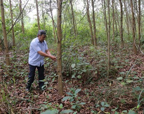 Quảng Trị trồng rừng không đốt thực bì để giảm 600.000 tấn CO₂ phát thải