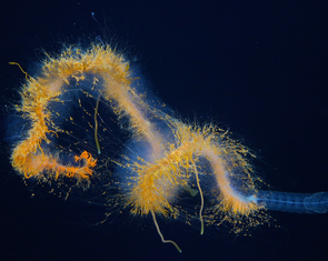 Phát hiện 'quái vật spaghetti bay' và nhiều loài lạ lùng dưới biển sâu