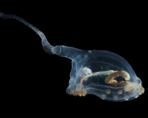 Phát hiện nhiều sinh vật bí ẩn dưới Thái Bình Dương, có loài thọ tới 15.000 tuổi