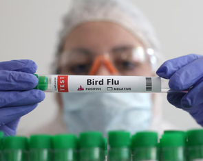 Cảnh báo nguy cơ bùng phát đại dịch cúm gia cầm vì con người thiếu miễn dịch