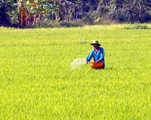 Mỹ tài trợ hơn 100 tỉ đồng để hỗ trợ nông dân Việt Nam sử dụng phân bón đúng