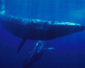 Cá voi Sei khổng lồ tái xuất sau 100 năm