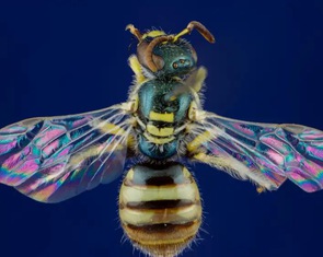 Khám phá những điều có thể bạn chưa biết về loài ong