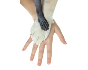 Tại sao hầu hết động vật có vú đều có 5 ngón tay?