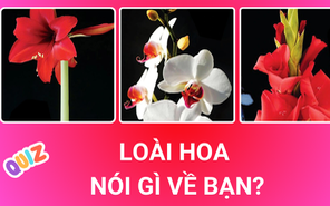 Các loài hoa tiết lộ điều gì về bạn?