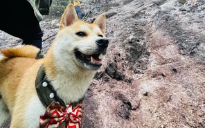 Chopper - chú chó shiba mê leo núi trekking