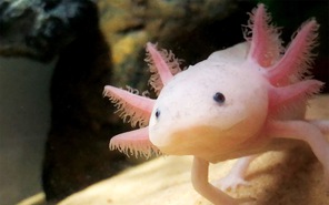 Kỳ nhông Axolotl có gì mà giới trẻ rủ nhau nuôi làm pet cưng?