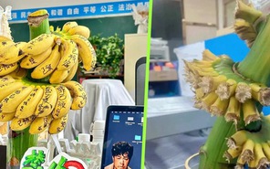 Vì sao nhân viên văn phòng Trung Quốc đu trend trồng buồng chuối?
