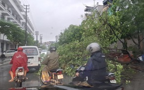 Bão số 2 suy yếu thành áp thấp nhiệt đới, Quảng Ninh nhiều nơi cây ngã đổ