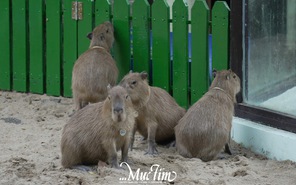 Sáng nay 3-1, 'nhóm nhạc' capybara bẽn lẽn giao lưu với fan