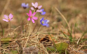 Mùa xuân đầu tiên - khó thể nào quên (*)