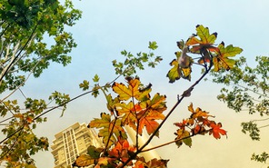 Ngắm hàng cây phong lá đỏ trên phố ở Hà Nội