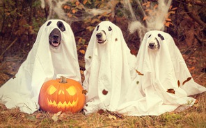 Gợi ý những trò chơi thú vị cho bạn và hội bạn một Halloween tuyệt vời!!!