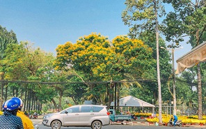 Sài Gòn mùa hoa điệp vàng