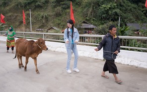 "Tết hạnh phúc" cùng Á hậu Phương Nhi dẫn bò về làng