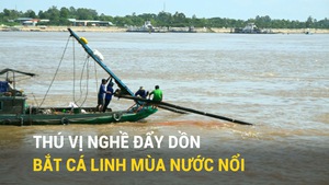 Thú vị nghề đẩy dồn bắt cá linh mùa nước nổi