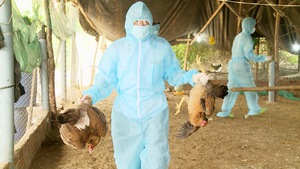 Xuất hiện ổ dịch cúm gia cầm H5N6 có thể lây sang người