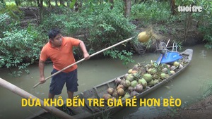 Dừa khô Bến Tre giá rẻ như bèo