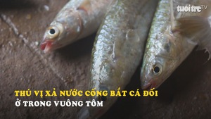 Thú vị xả nước cống bắt cá đối ở trong vuông tôm