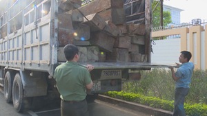 Dùng xe biển số giả để vận chuyển gỗ lậu