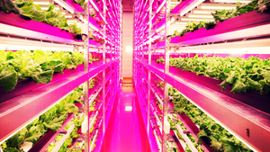 Công nghệ trồng rau bằng đèn LED