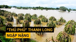 Góc nhìn trưa nay 27-11 | 'Thủ phủ' thanh long Bình Thuận chìm trong biển nước