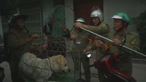 Đội thu gom chó thả rông ở Hà Nội