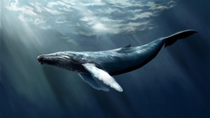 Bạn có biết cá voi từng có... 4 chân?