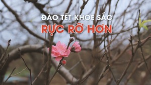 Trời rét, đào Tết có điều kiện khoe sắc rực rỡ hơn