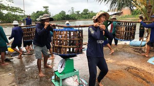 Xuất khẩu cá tra sang Trung Quốc tăng nóng