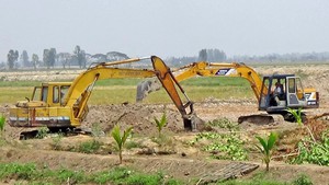 Dân Đồng Tháp Mười bỏ lúa, ồ ạt đào ao nuôi cá tra giống